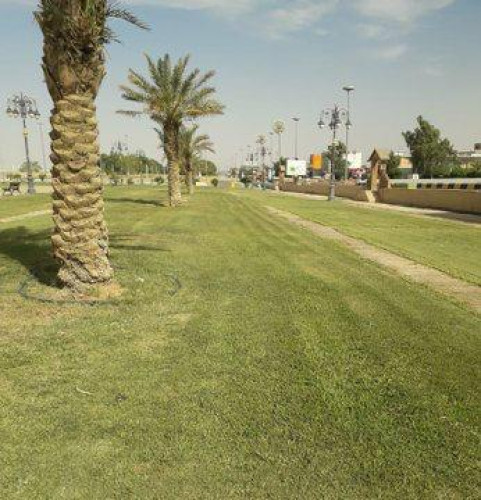 بلدية رفحاء تنفذ أعمال تكريب النخيل وتقليم الأشجار بالحدائق والشوارع لتحسين المشهد الحضري