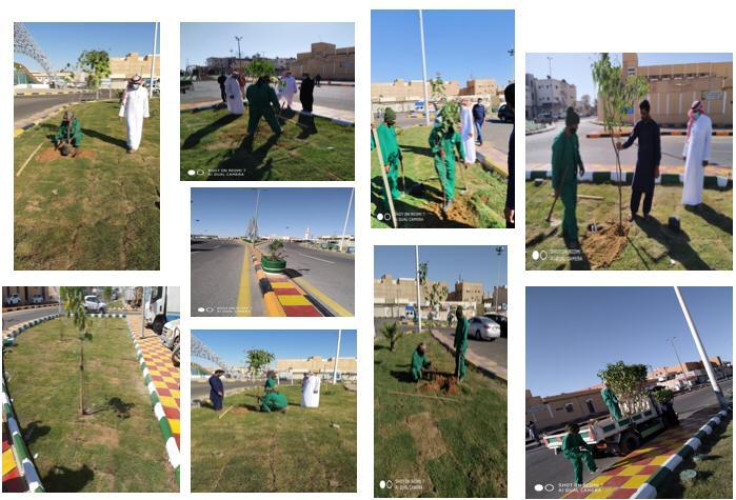 بلدية القريات : زراعة اكثر من ١٠ الف شتلة متنوعة ضمن مبادرة الجوف واحة خضراء