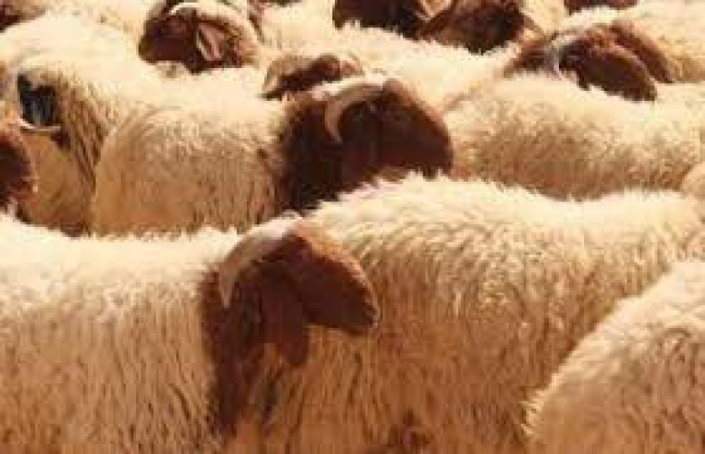 أسواق المواشي بحائل تكتظ بمتسوقيها وسط كثافة عالية في الطلب والمعروض