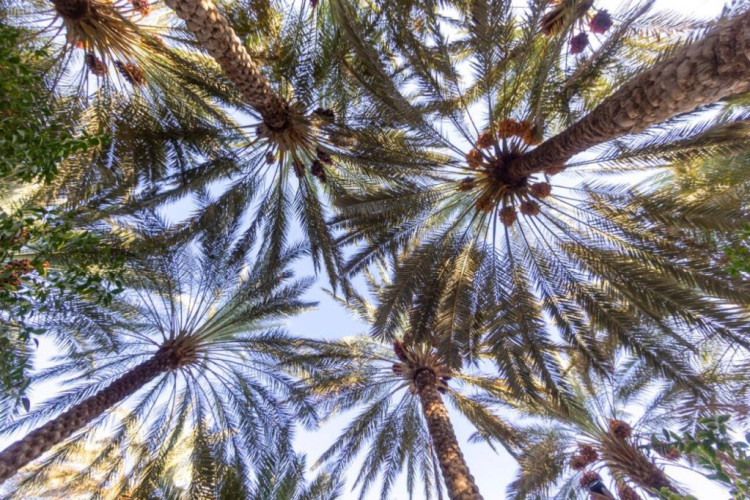 مليون نخلة بمنطقة الجوف تستعد لإنتاج 43 طناً من التمور   