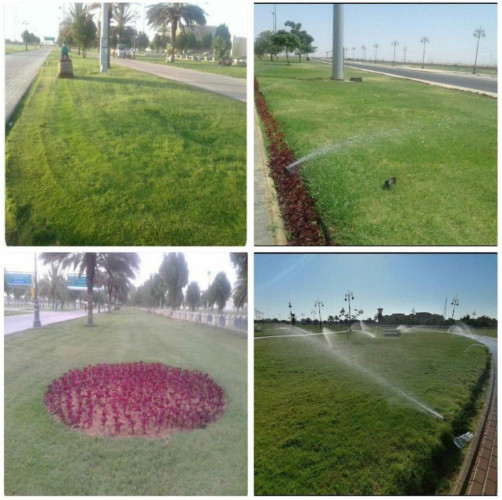 أمانة تبوك تنهي استزراع مليون زهرة صيفية بالمنطقة