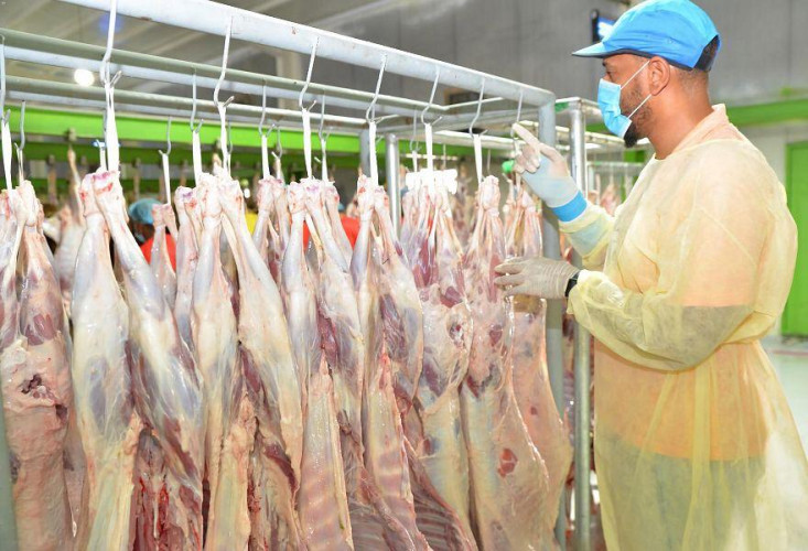 مشروع المملكة للإفادة من الهدي والأضاحي ينفذ أكثر من 50 ألف رأس من الأغنام في حج هذا العام