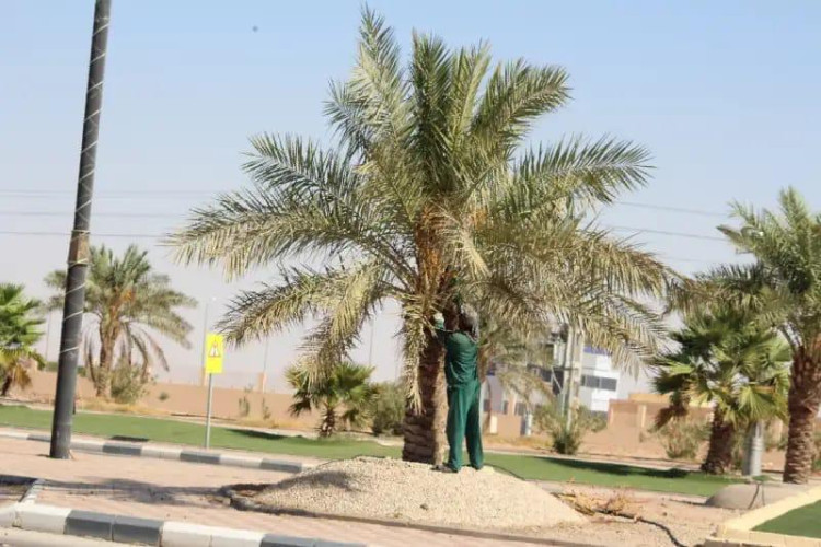 بلدية شعبة نصاب تكثف أعمال تحسين المشهد العام وصيانة الحدائق والمتنزهات