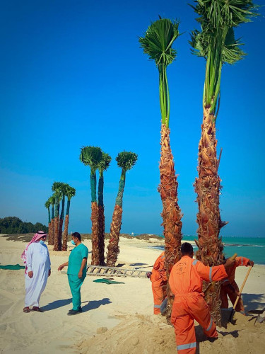 بلدية رأس تنورة تنتهي من المرحلة الأولى بزراعة 30 شجرة​ واشنطونيا بالكورنيش