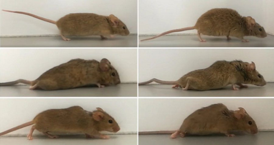 “فأر مشلول” يعيد الأمل لملايين البشر