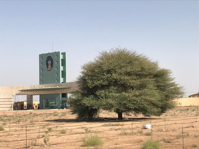 جامعة حائل تحتضن شجرة أكاسيا يقدر عمرها بحوالي ٢٩٣ عامًا