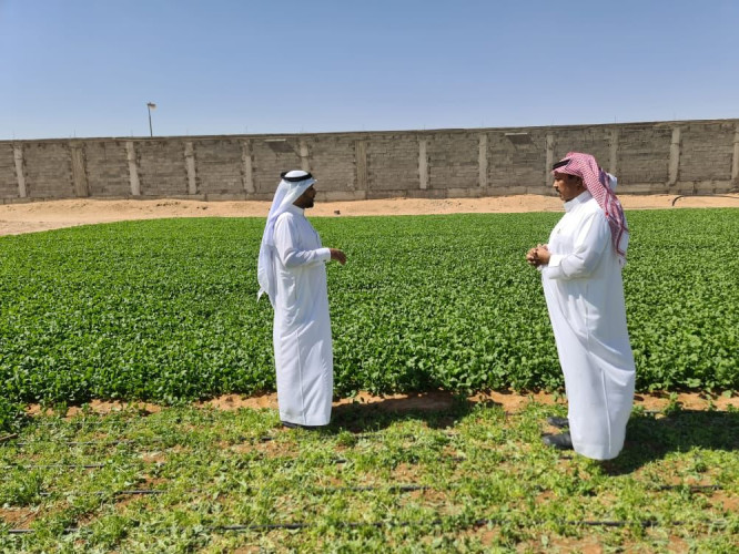 الإرشاد الزراعي بمكتب وزارة البيئة والمياه والزراعة بمحافظة حفرالباطن يواصل حملاته الإرشادية