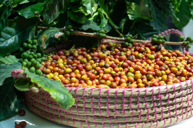 398 ألف شجرة تنتج 1810 طناً من “البن الخولاني” سنوياً بالمملكة