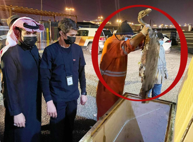 غزال وتمساح ونسر.. ضمن مضبوطات أغذية فاسدة في منتزة بخميس مشيط