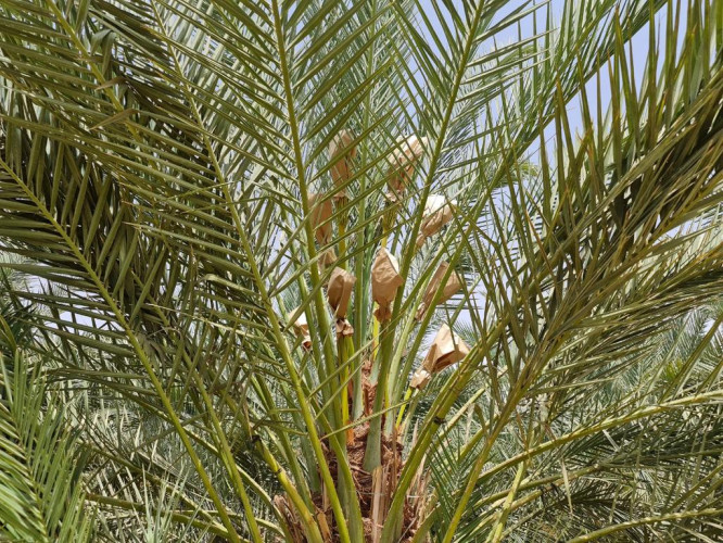 بدء عملية “تكميم النخيل” في محافظة وادي الدواسر