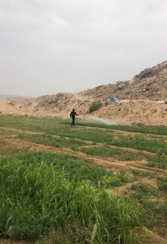 بيئة عسير: معالجة ربع مليون شجرة واكثر من خمسة آلاف دونم