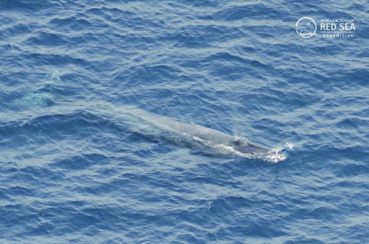 الحوت البريدي يظهر على شواطئ القنفذة