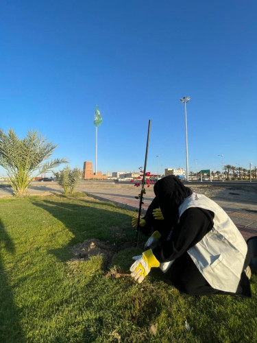 بلدية بيشة تبدأ في زراعة الأشجار بمداخل وشوارع المحافظة