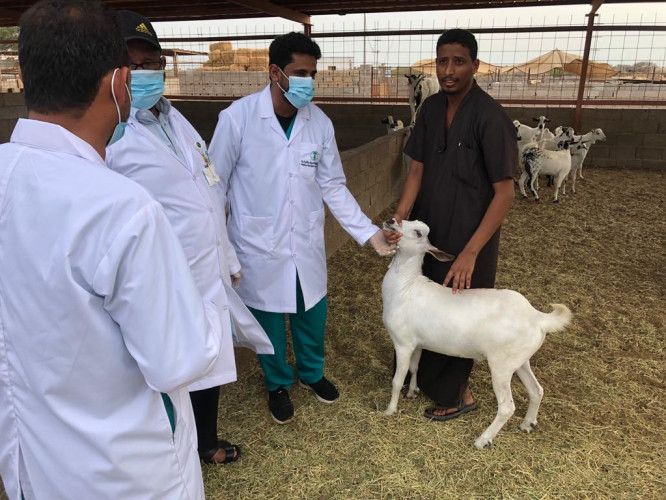 فرع “البيئة” بجازان يفحص مليون رأسًا من الماشية قُبيل عيد الأضحى المبارك