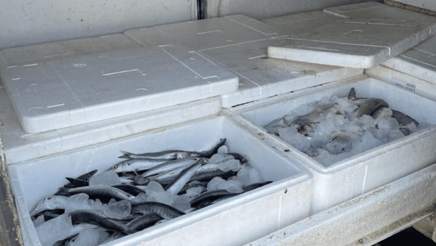 محايل.. “صحة البيئة” تضبط مركبة محملة بأسماك فاسدة وتتلفها