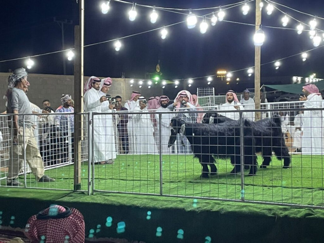 انطلاقة مهرجان الماعز العارضي بحائل وسط أرقام ومبيعات قياسية