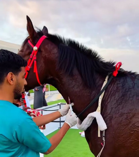 عيادات بيطرية للكشف على الخيول بميدان فروسية حفرالباطن