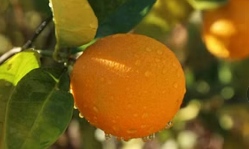 البرتقال أبرزها.. 200 ألف شجرة حمضيات تُثري سهول وأودية العلا