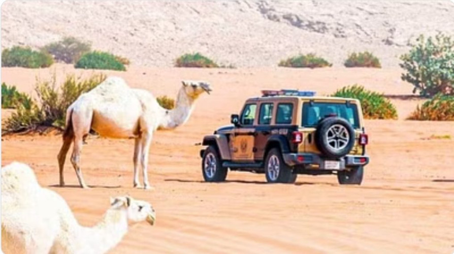 “الأمن البيئي” تضبط 42 مخالفًا لارتكابهم مخالفات رعي في عدة مناطق