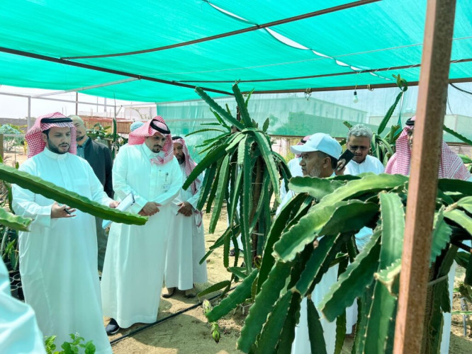 فريق من مكتب وزارة البيئة والمياه والزراعة ببيشة وجامعة بيشة يزورون مزرعة الدراقون فروت ببيشة