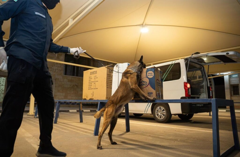 جمرك الحديثة يُحبط محاولة تهريب أكثر من 130 ألف حبة كبتاجون مخبأة في علب تحتوي على “جبن وزعتر”