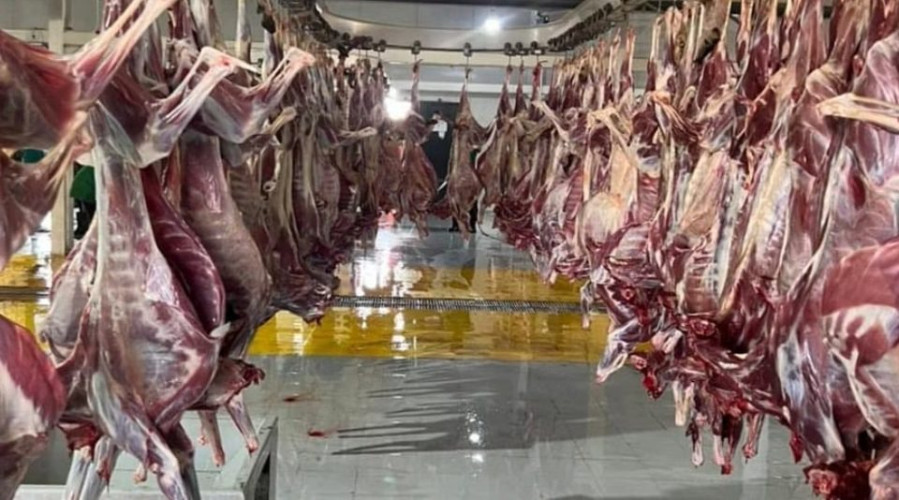 577 ألف أضحية استقبلتها مسالخ المملكة خلال 3 أيام عيد الأضحى المبارك