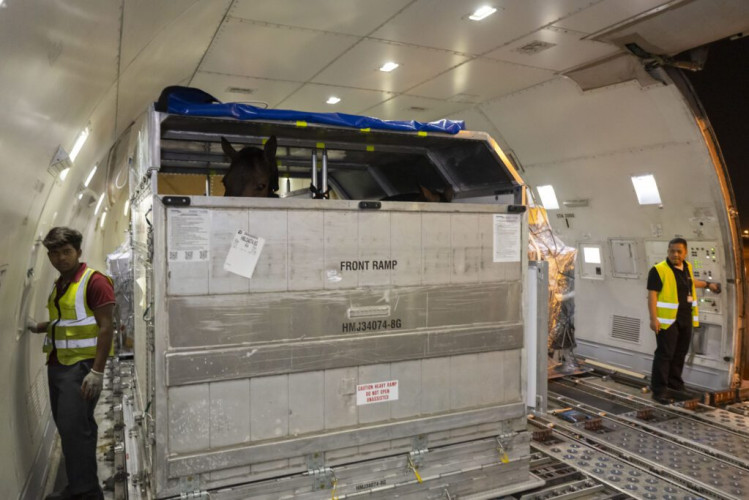 نقل 96 جواداً من بلجيكا الى الرياض للمشاركة في بطولة لونجين العالمية لقفز الحواجز