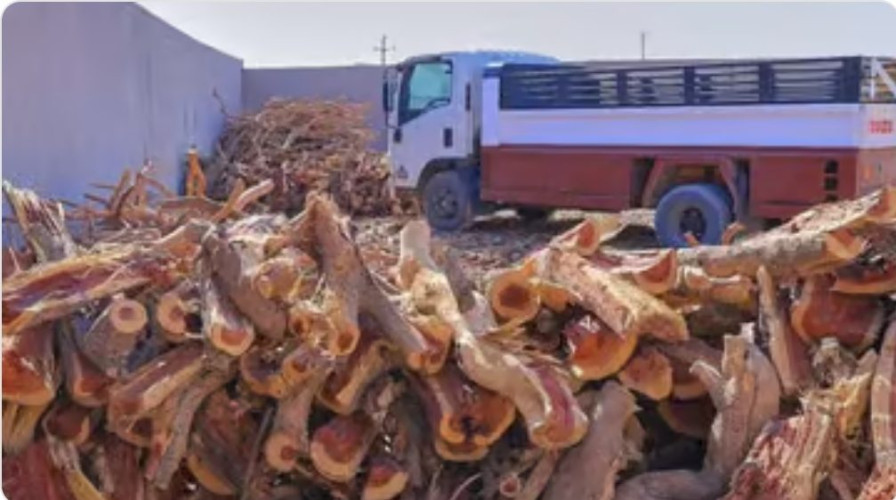 ضبط مواطن لنقله 7 م3 من الحطب المحلي في حائل