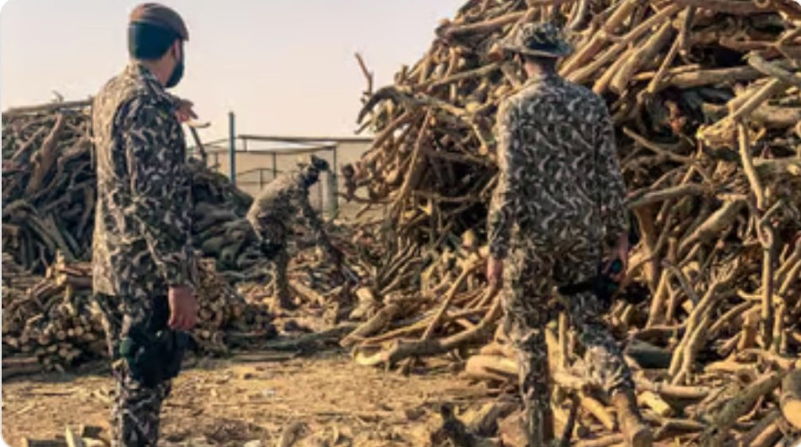 ضبط 3 مخالفين لقطعهم الأشـجار وتخزين الحطب المحلي وتحويله إلى فحم في مكة