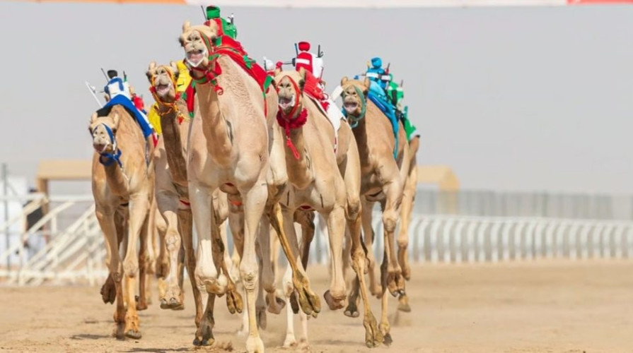 انطلاق النسخة الأولى لمهرجان خادم الحرمين للهجن بميدان الجنادرية في الرياض