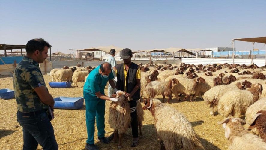 بأكثر من 139000 خدمة.. الوحدة البيطرية بالدمام تقدم خدمات مختلفة