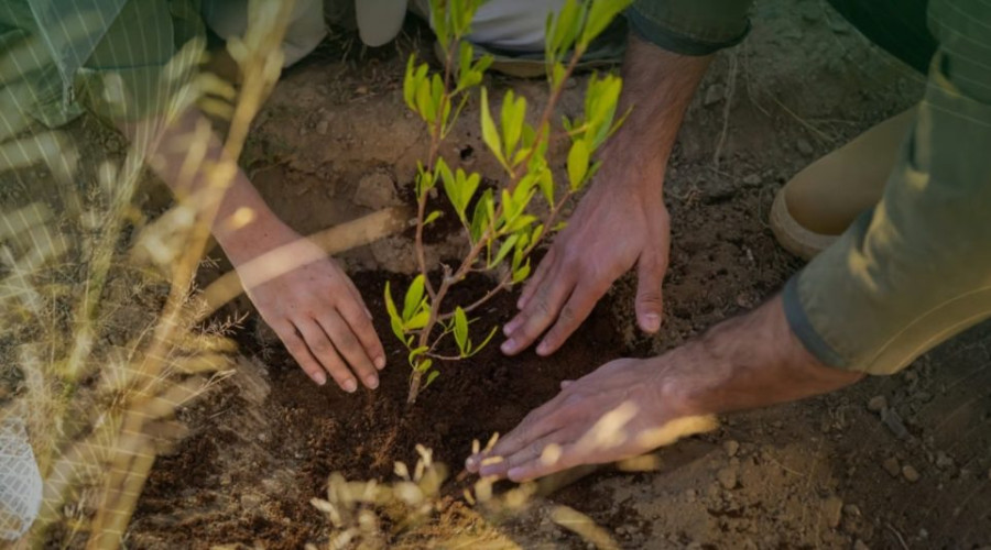 ثلاثة ملايين شتلة تسير نحو تحقيق أهداف مبادرة “أرض القصيم خضراء”