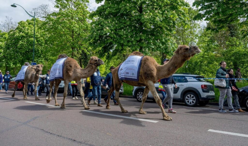 السعودية تشارك في مسيرة الإبل بباريس احتفاء بقرار تخصيص 2024م ليكون “السنة الدولية للإبليات”