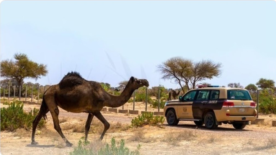 “الأمن البيئي” تضبط مخالفًا لنظام البيئة لارتكابه مخالفة رعي بمحمية الملك سلمان الملكية