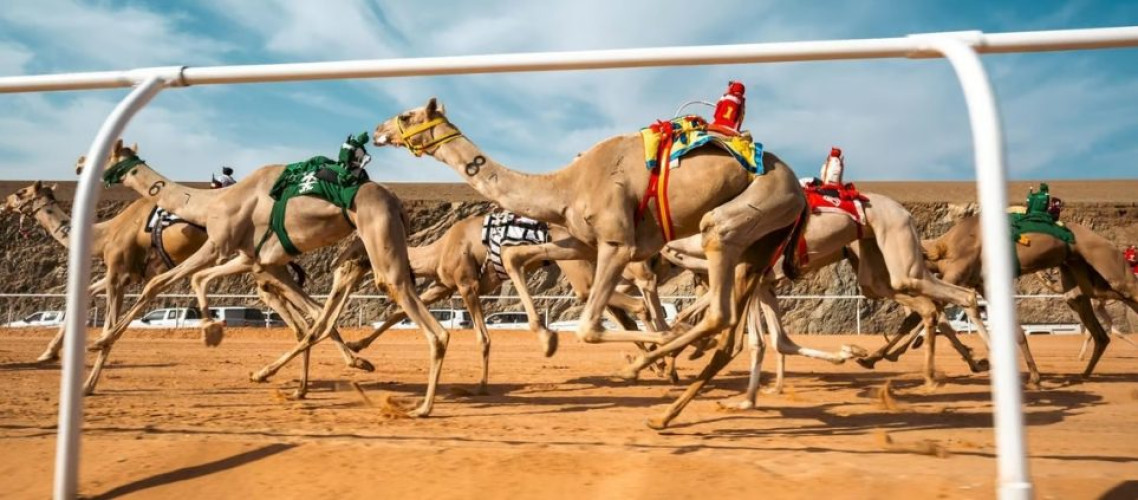 ترسيخًا لمكانتها كوجهة رائدة.. العُلا تستضيف “كأس العرب” و”بطولة العالم” للهجن