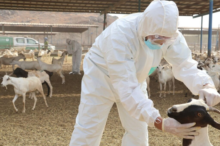 “وقاء” يفحص قرابة 400 ألف رأس من المواشي قبل دخولها العاصمة المقدسة