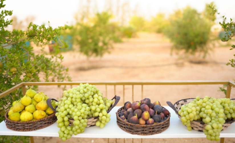 أكثر من 20 طن فاكهة  تدخل معرض مهرجان الفاكهة بطبرجل حتى يومه الثالث بطبرجل