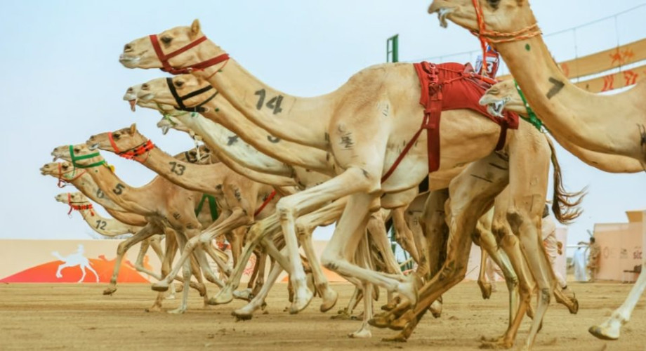 مهرجان ولي العهد للهجن يستقبل المشاركين في أشواط المرحلة النهائية.. غداً