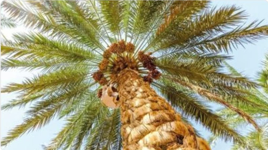 “البيئة”: استخدام مياه الاستزراع السمكي أسهَمَ في زيادة وزن التمور بـ26%