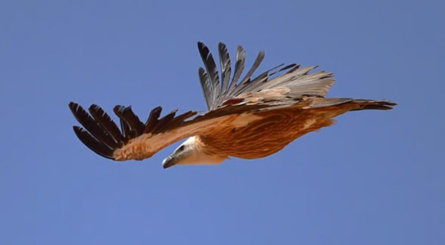 هيئة تطوير محمية الأمير محمد بن سلمان تكتشف 3 مستعمرات تكاثر لنسور غريفون الأوراسية