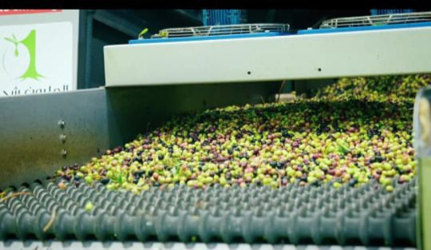 بر طبرجل “تجني ثمار زيتون مشروع مليون زيتونة” هذا الموسم