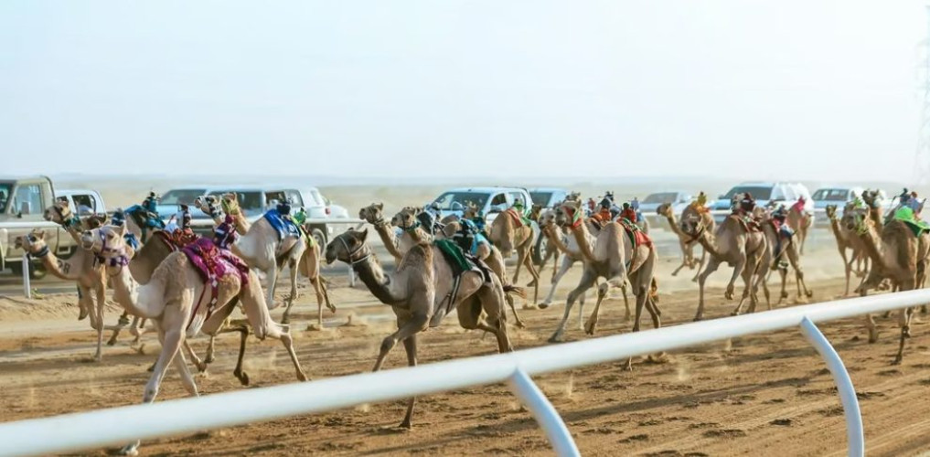 مُلّاك الهجن السعوديون يواصلون التألُّق في كأس الاتحاد السعودي للهجن