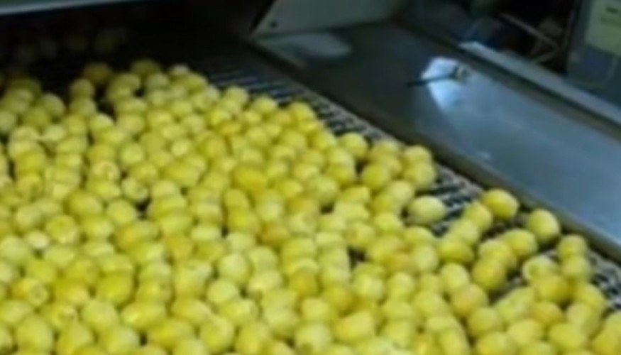 “الإرشاد الزراعي”: تخزين الرطب بتقنية التجميد الفائق بالنيتروجين يحفظ ثمار “البرحي”