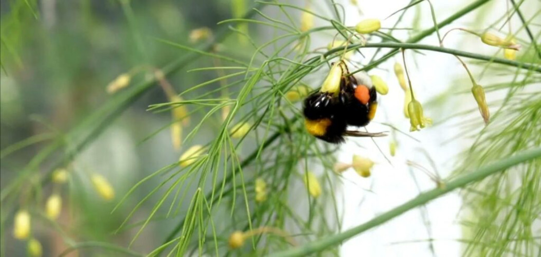 “استدامة” تُعلن عن نجاح توطين زراعة “الهليون” لتعزيز الإنتاج المحلي