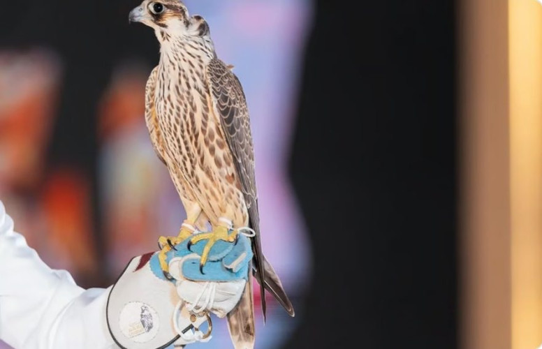 في الليلة الـ18.. بيع “شاهين فرخ” من “الخرار” بمزاد نادي الصقور بـ210 آلاف ريال