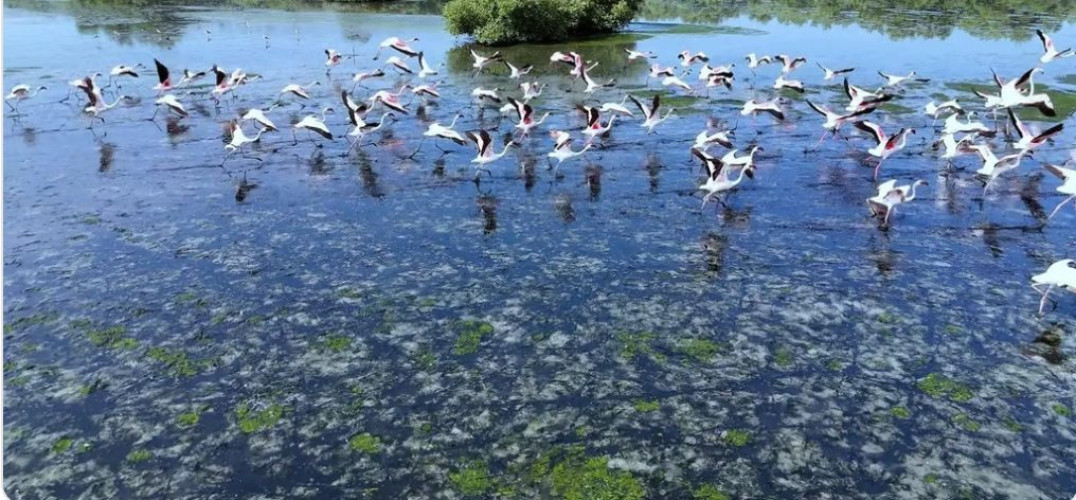 جازان.. تجربة سياحية ساحرة مع طيور الفلامنجو وغابات المانجروف