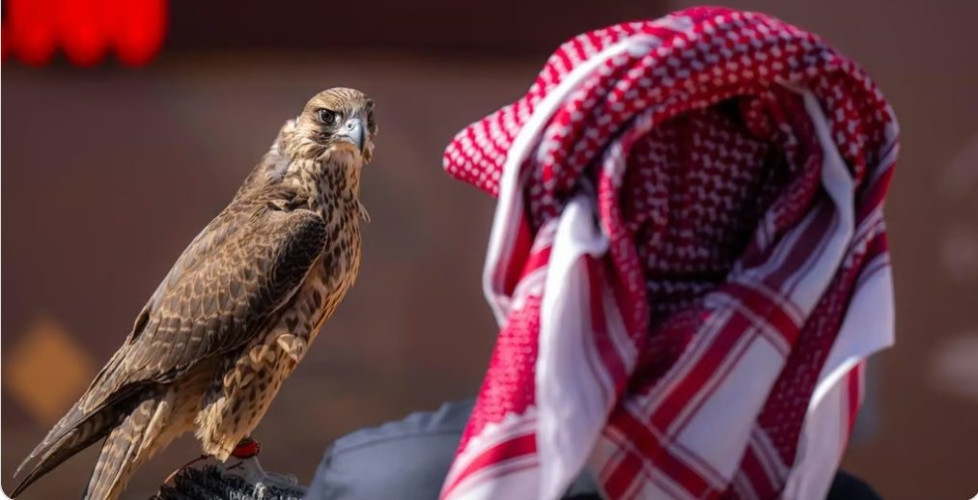 على جوائز تتجاوز 36 مليون ريال.. 141 محترفًا محليًا يتنافسون في اليوم الـ 14 لمهرجان الصقور