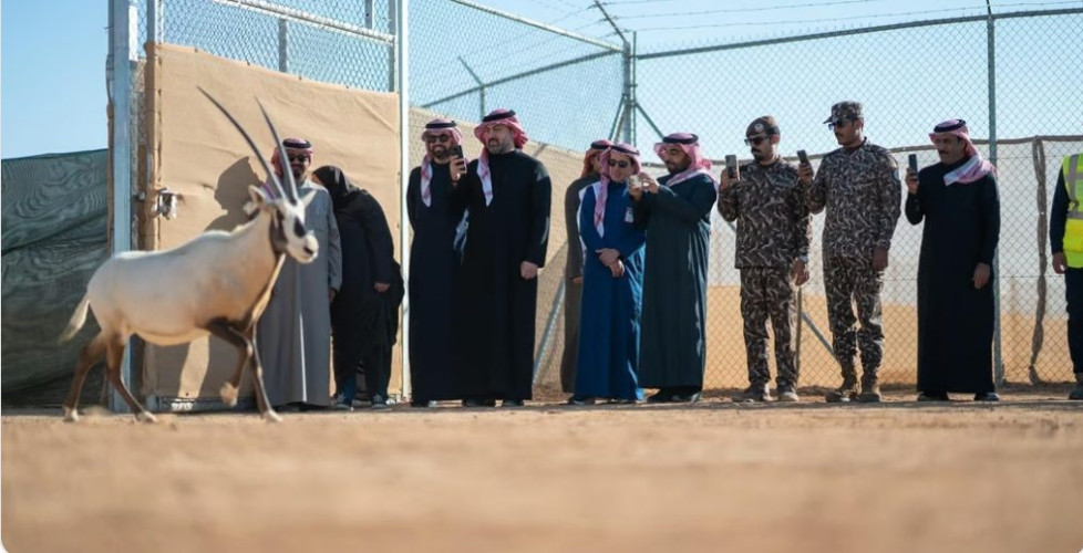 بينها 6 ظباء إدمي.. إطلاق 66 كائنًا فطريًا مهددًا بالانقراض في محمية الملك خالد الملكية