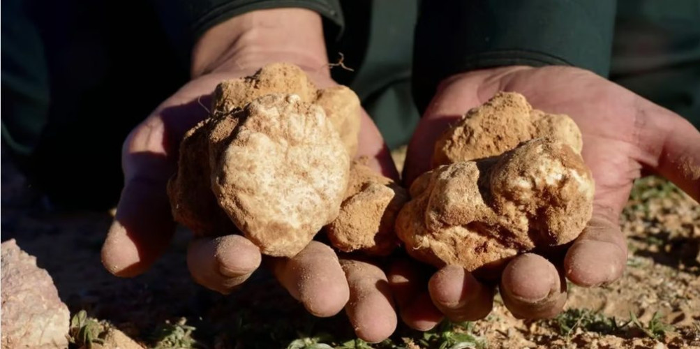 “الفقع”.. رحلة البحث عن كنز الشتاء في صحراء الحدود الشمالية