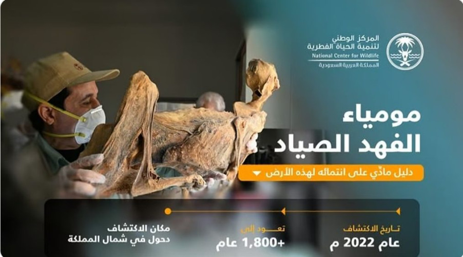 “الحياة الفطرية”: اكتشاف مومياوات الفهد الصياد يُثبت انتماءه للجزيرة العربية
